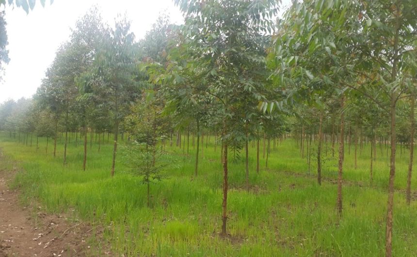 Kibathi Plot in Nyandarua County: A Prime