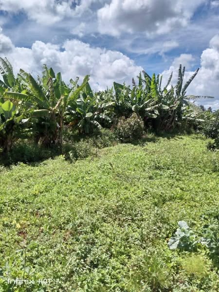 🌳 FOR SALE – Fertile 20-Acre Agricultural Investment | Mutuafari, Kiritiri Sub-County, Embu