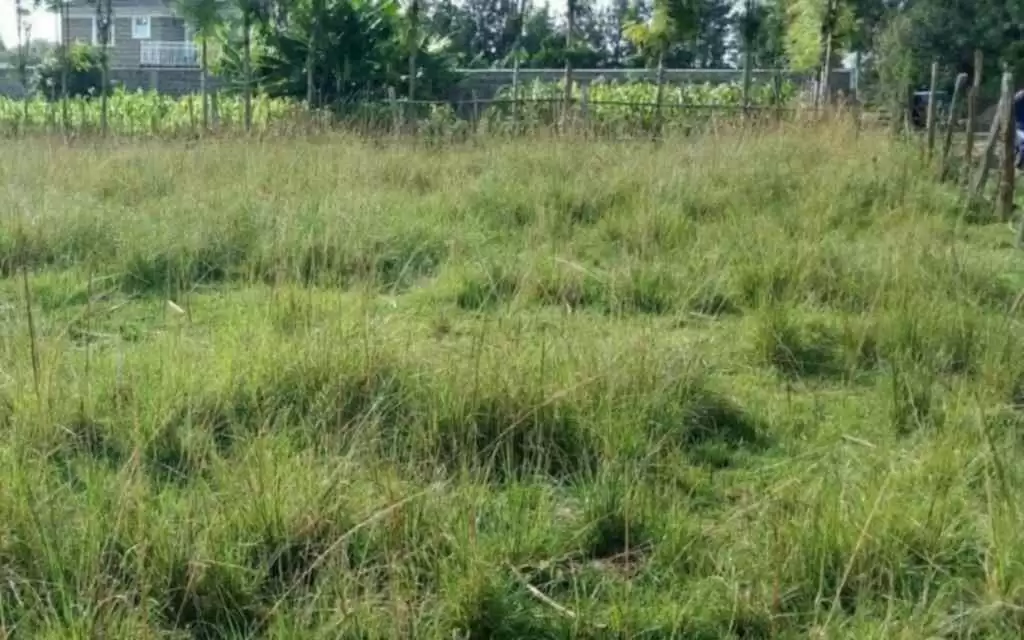 🏡 Prime 50x100ft Residential/Hostel Plot | Ziwani, Nyandarua County