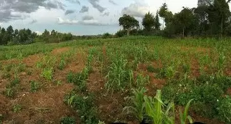 🏡 Prime 1¼-Acre Land Leshau Karai, Near Nyahururu–Nyeri Highway