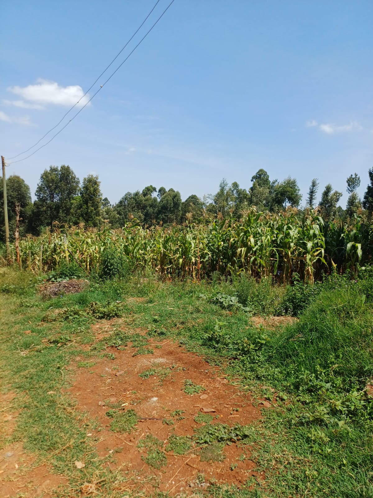 🌿 Prime 50 x100 Plot for Sale  – Ting'ang'a, Kiambu County