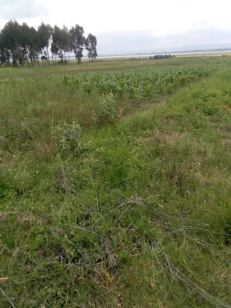 5 Acres Kariamu