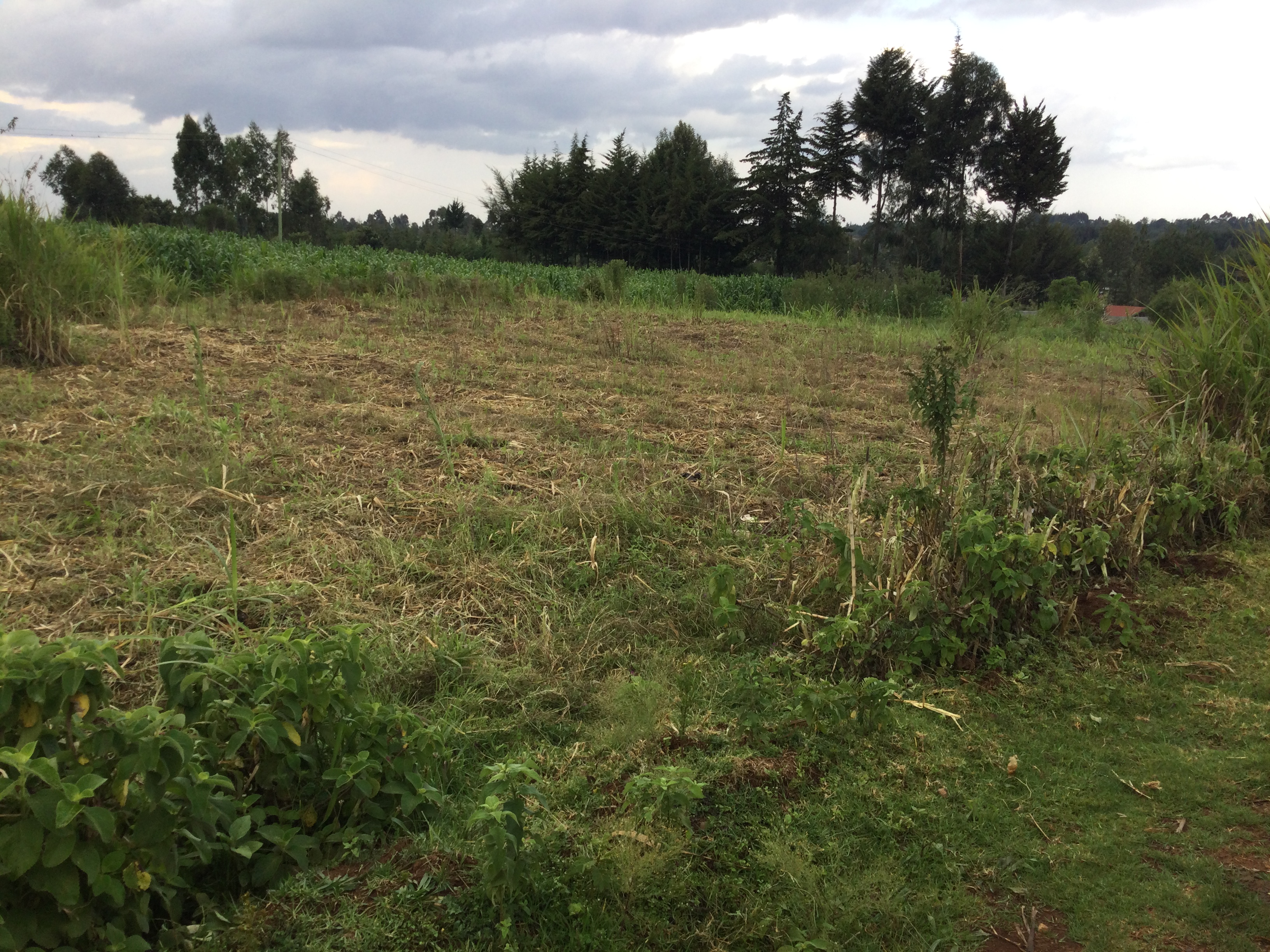 🌄50 by 100  Plots for Sale at Mairo Inya (Ma4), Nyandarua