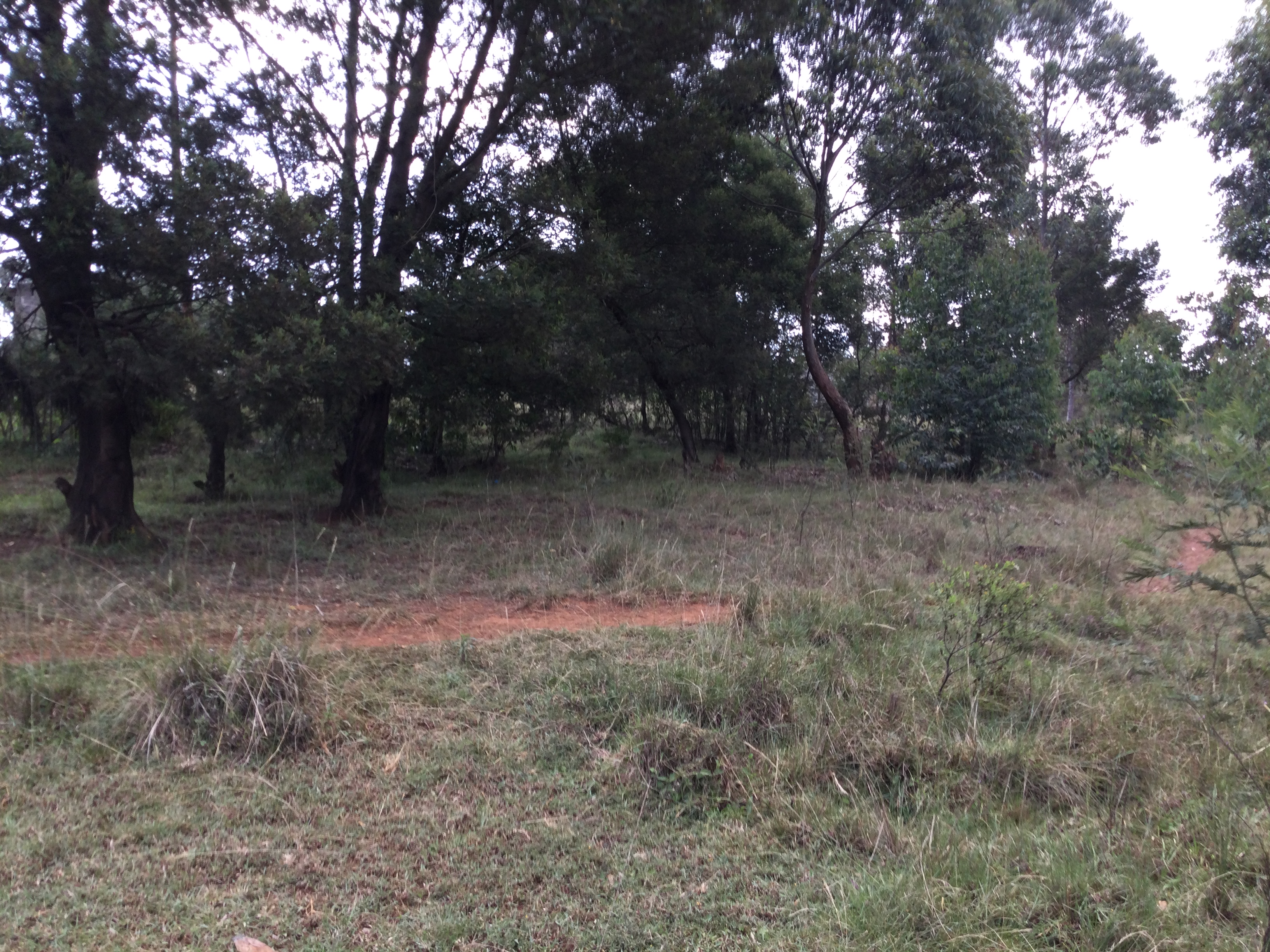 🏡 Vacant Residential Plot for Sale – Westgate, Nyahururu
