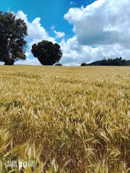 🌾 Land for Sale – 19 Acres of Promise 🌾